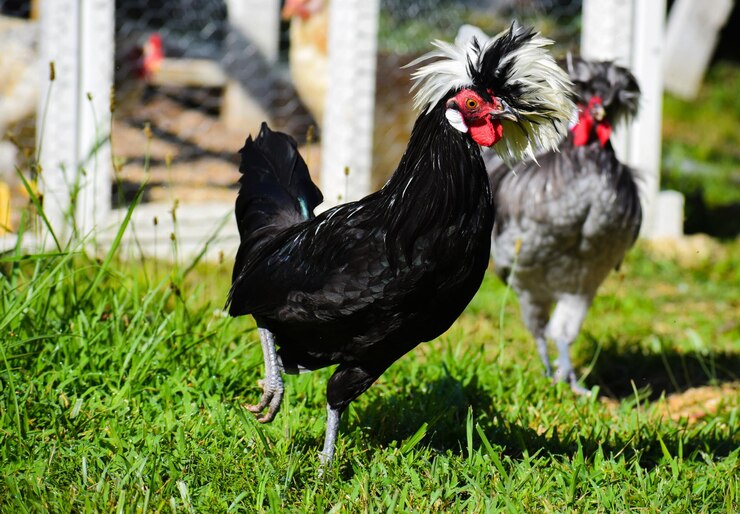 Padova Chicken