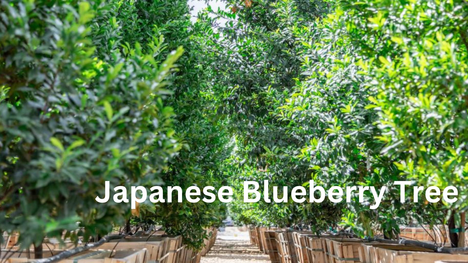 Japanese Blueberry Tree