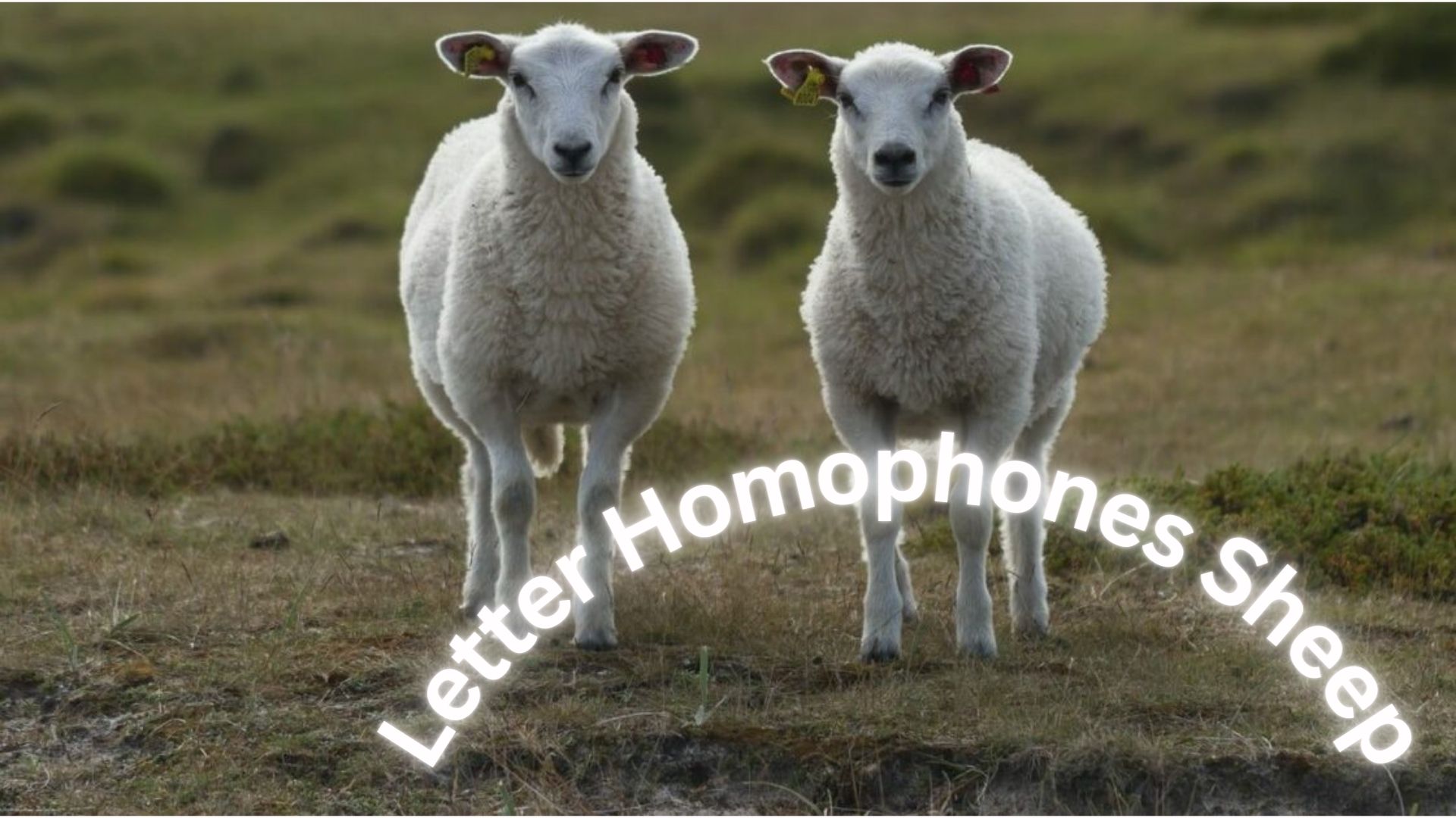 Letter Homophones Sheep