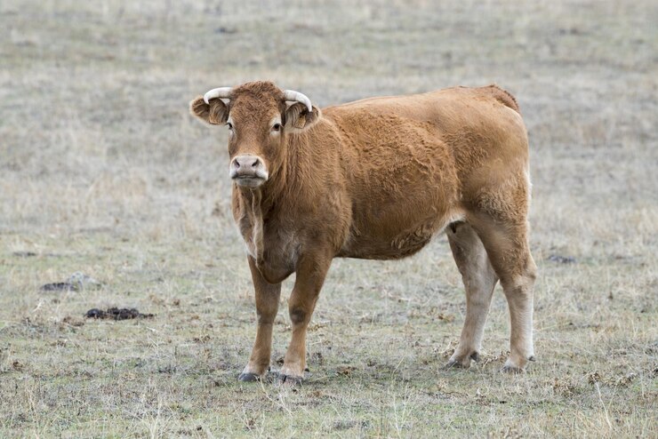 Mini Highland Cow